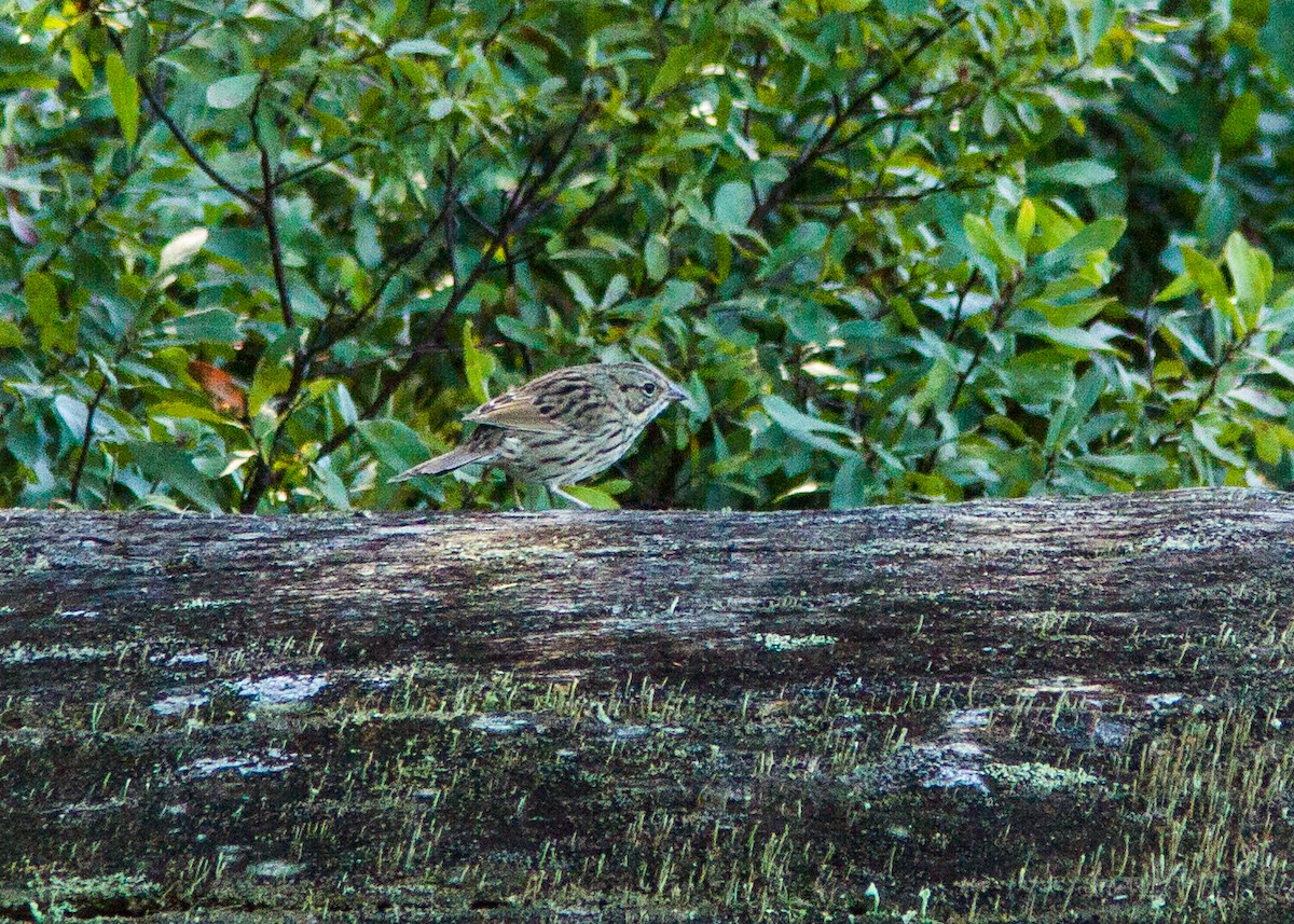 Lincoln's Sparrow - Marc Boisvert