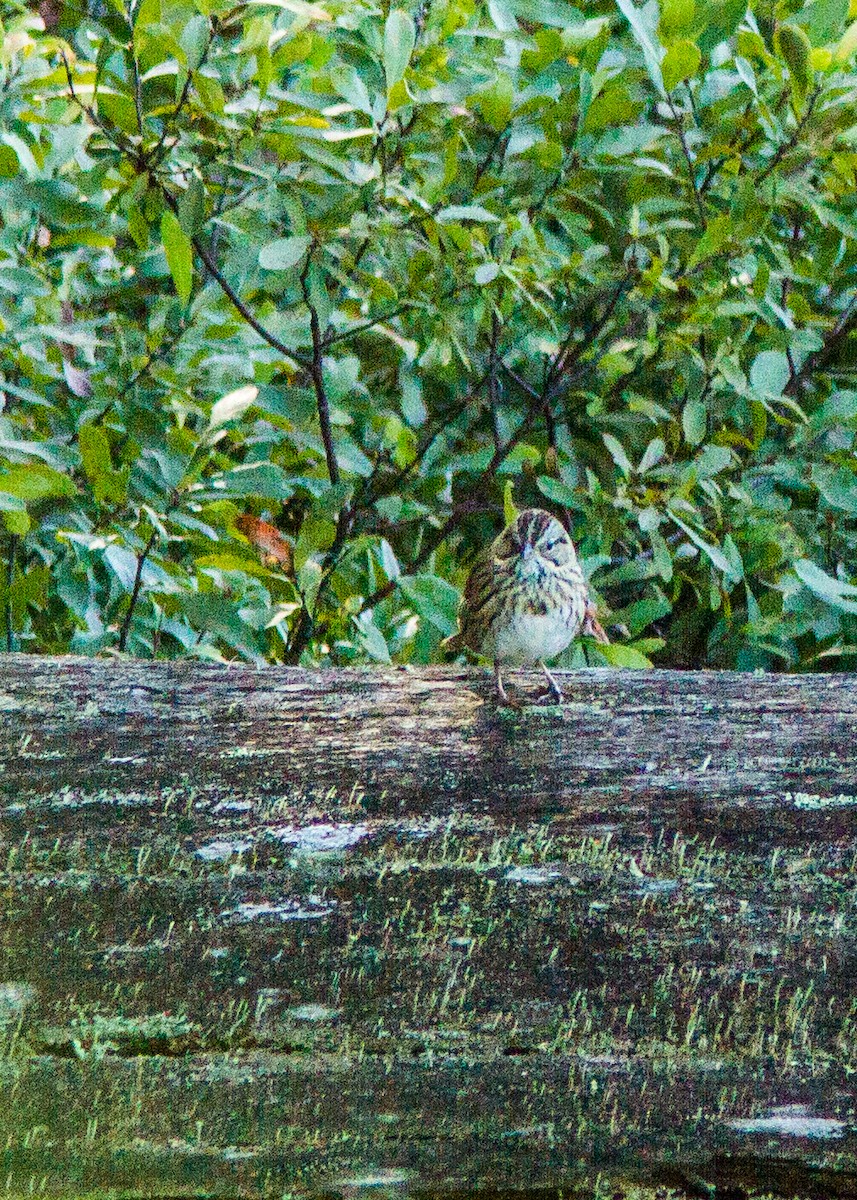 gråbrynspurv - ML181037521