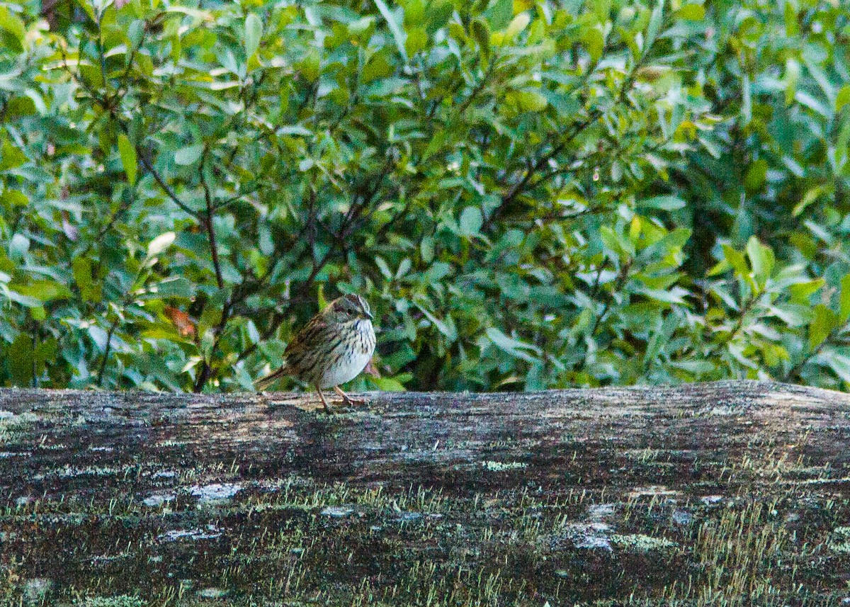 gråbrynspurv - ML181037531