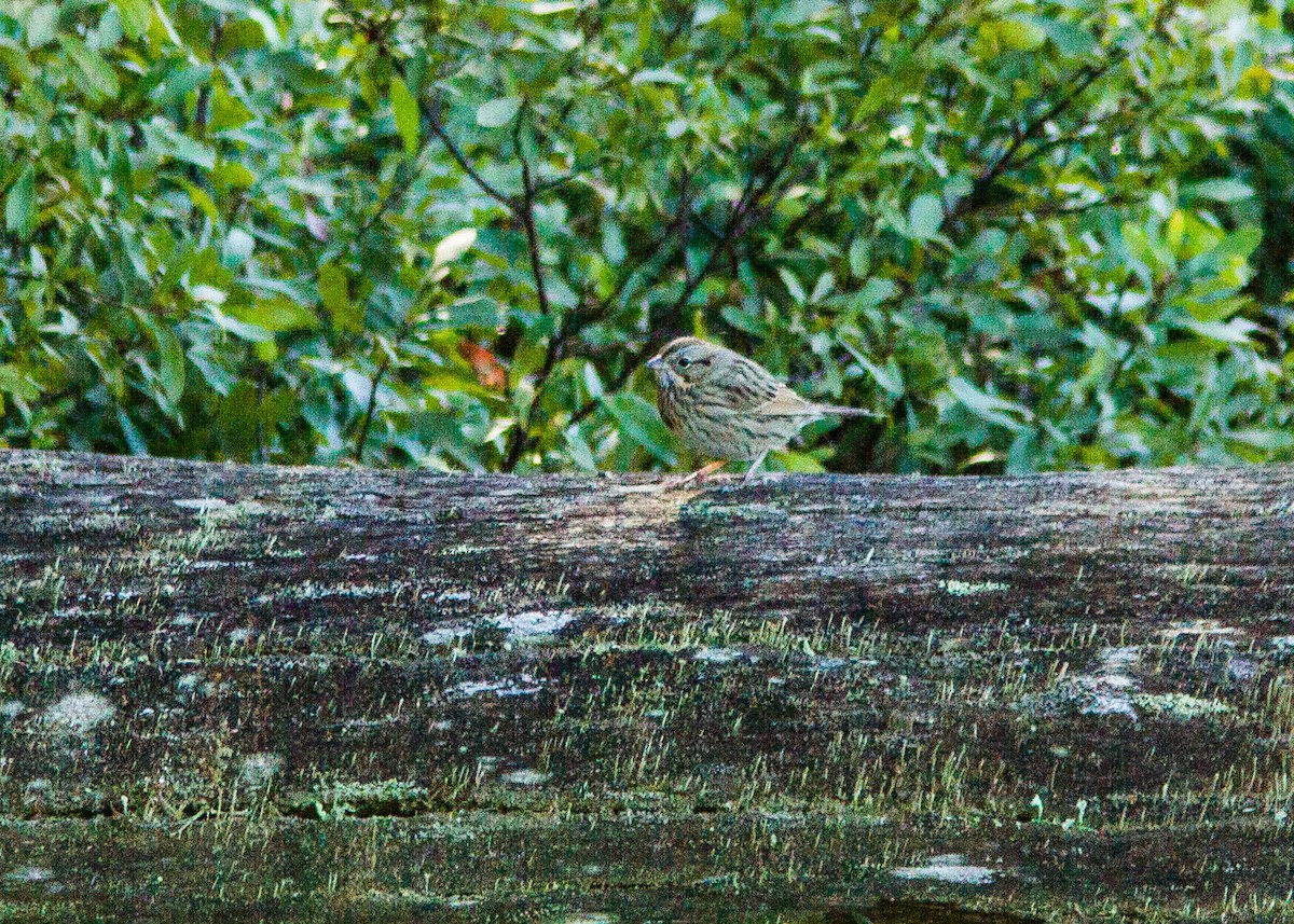 Lincoln's Sparrow - ML181037541