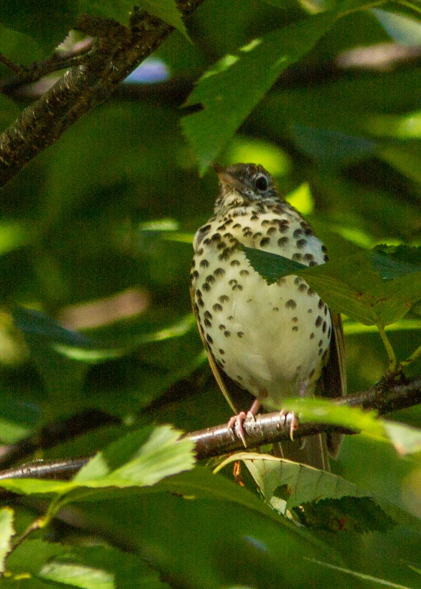 Wood Thrush - ML181037571