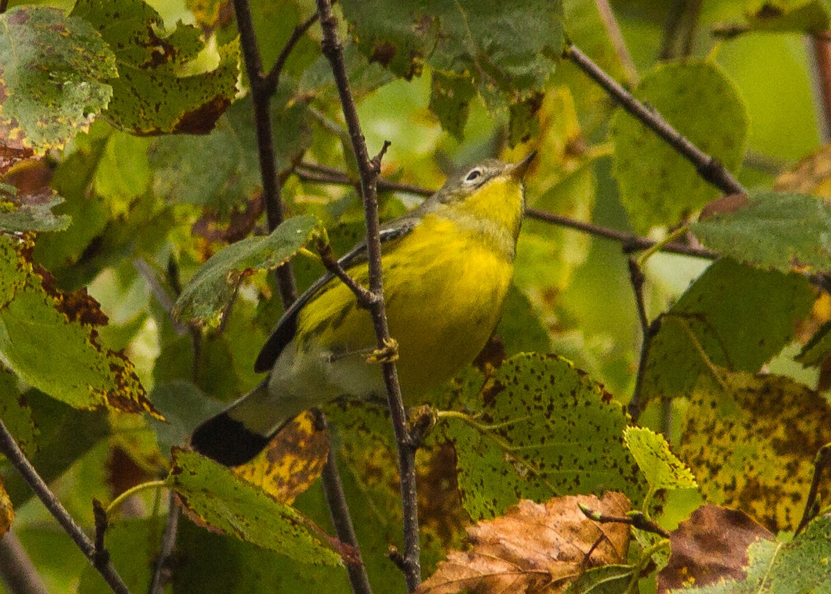 Magnolia Warbler - ML181037841