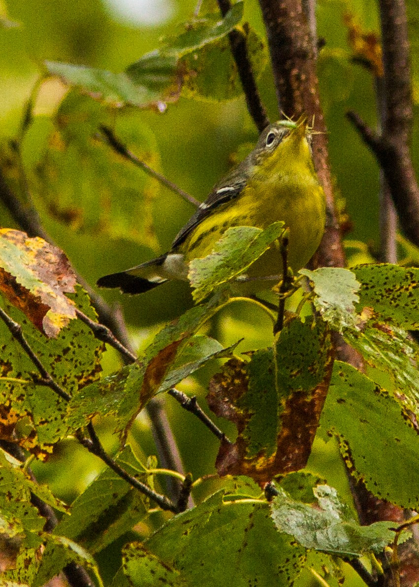 Magnolia Warbler - ML181037851