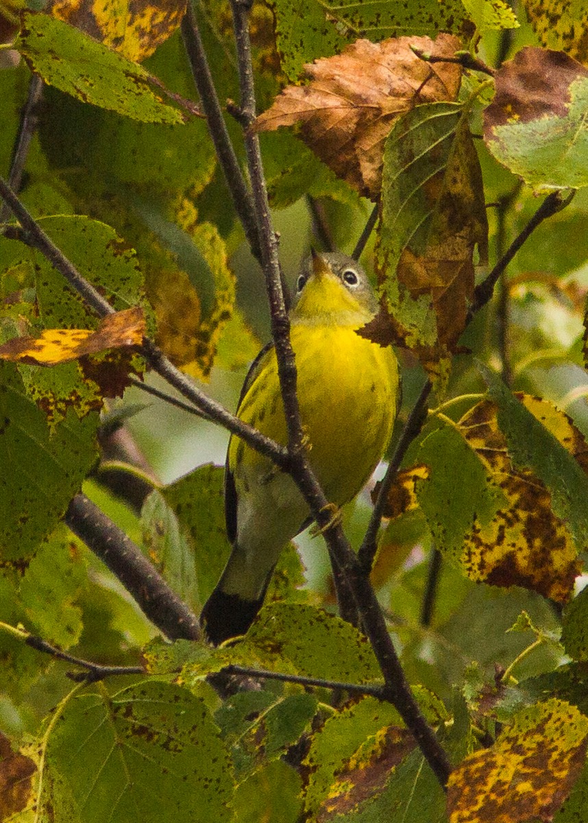 Magnolia Warbler - ML181037861