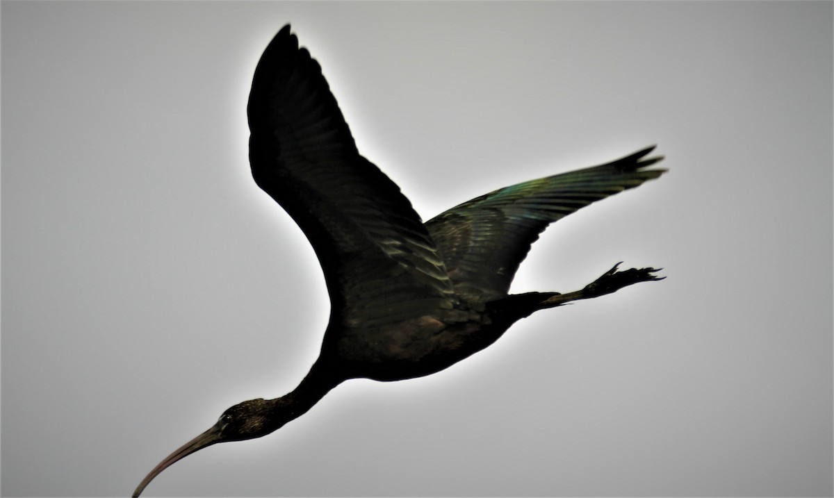 Glossy Ibis - Peter Vandenbroek