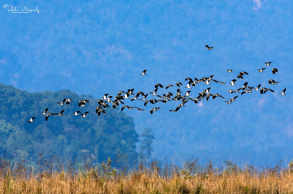 Northern Lapwing - ML181039781