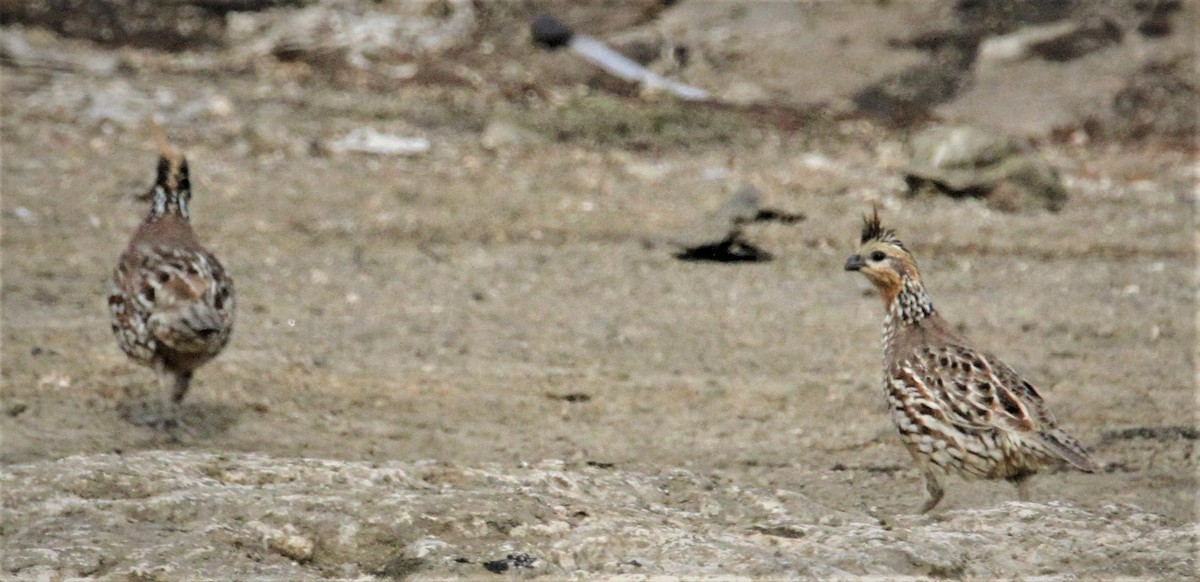 Crested Bobwhite - ML181040261