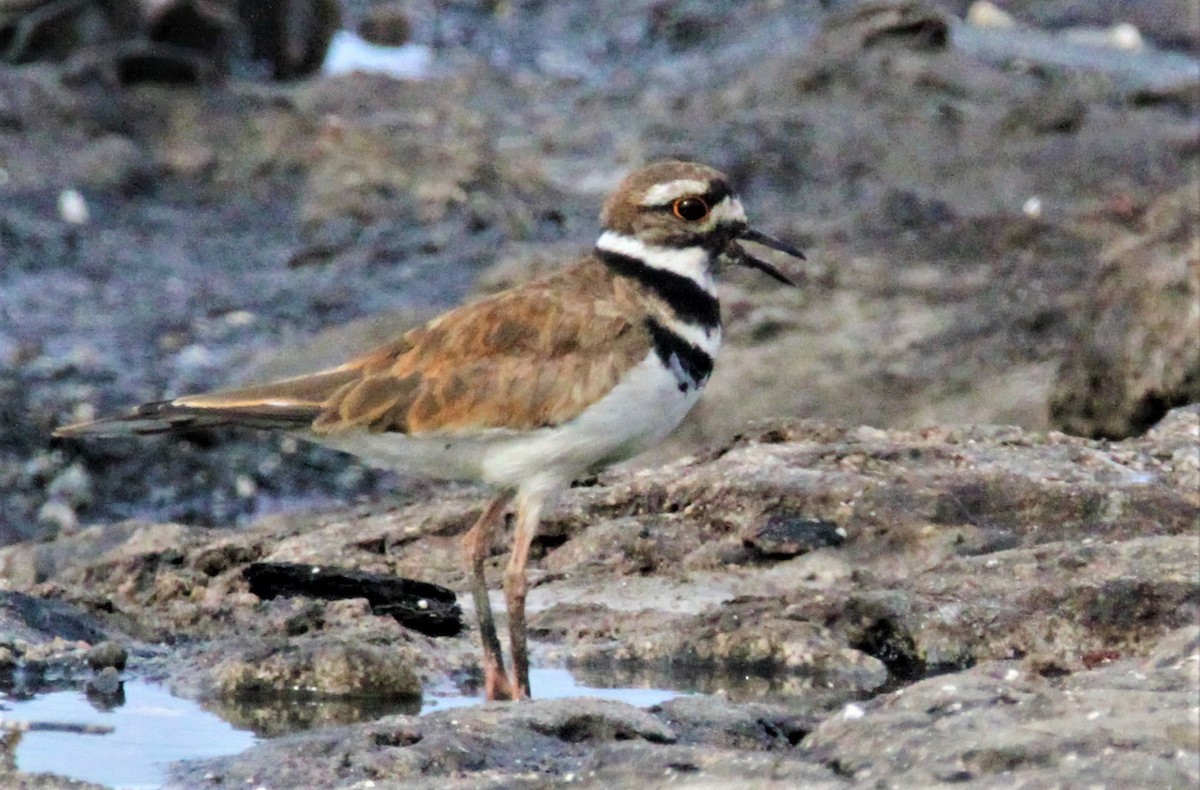 Killdeer - ML181040281