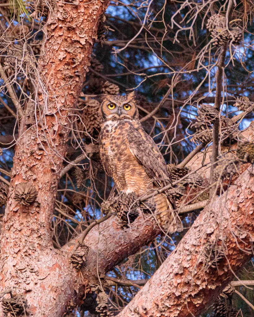 Great Horned Owl - ML181040861