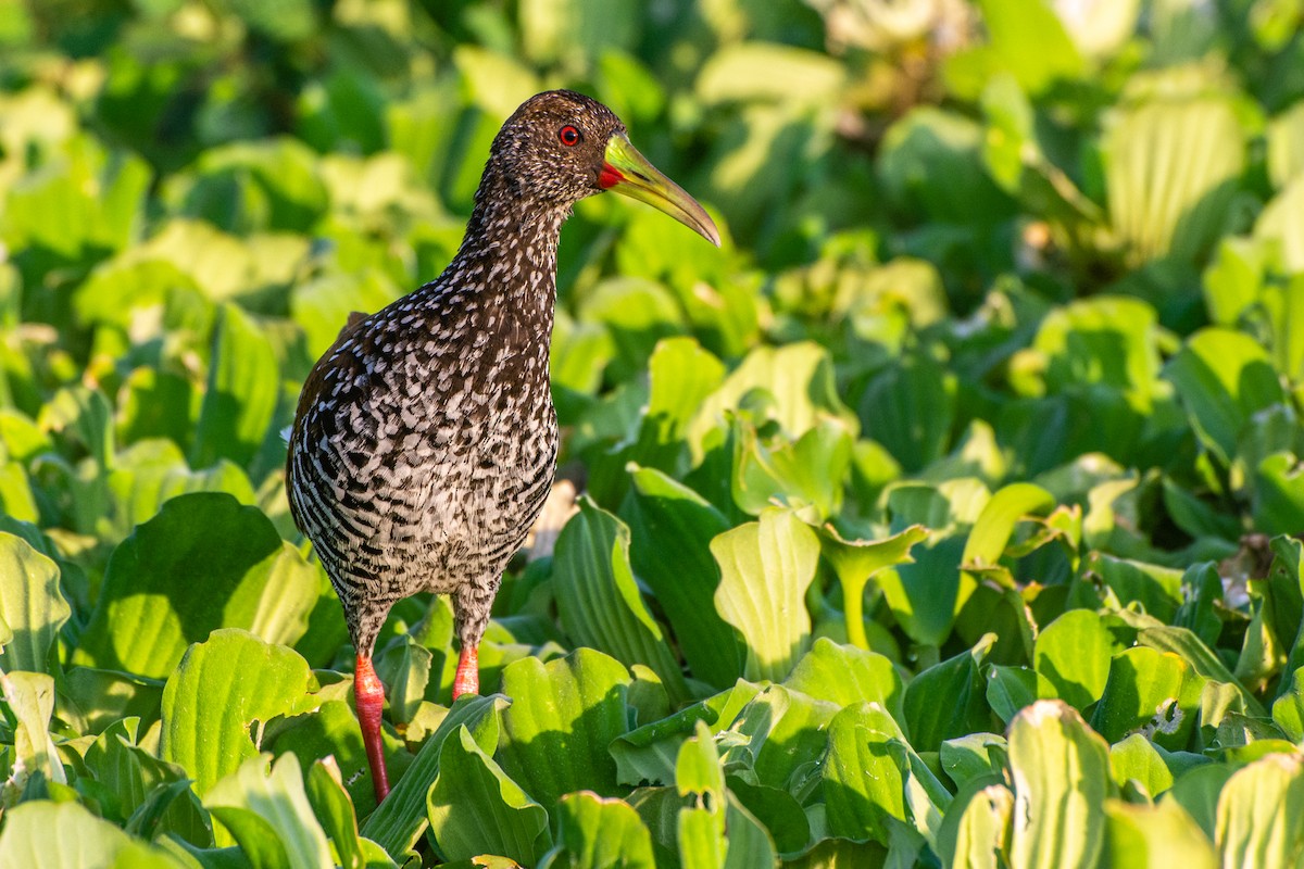 Spotted Rail - ML181040951