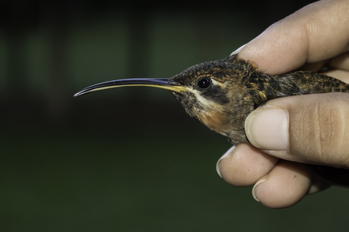 Band-tailed Barbthroat - ML181043501