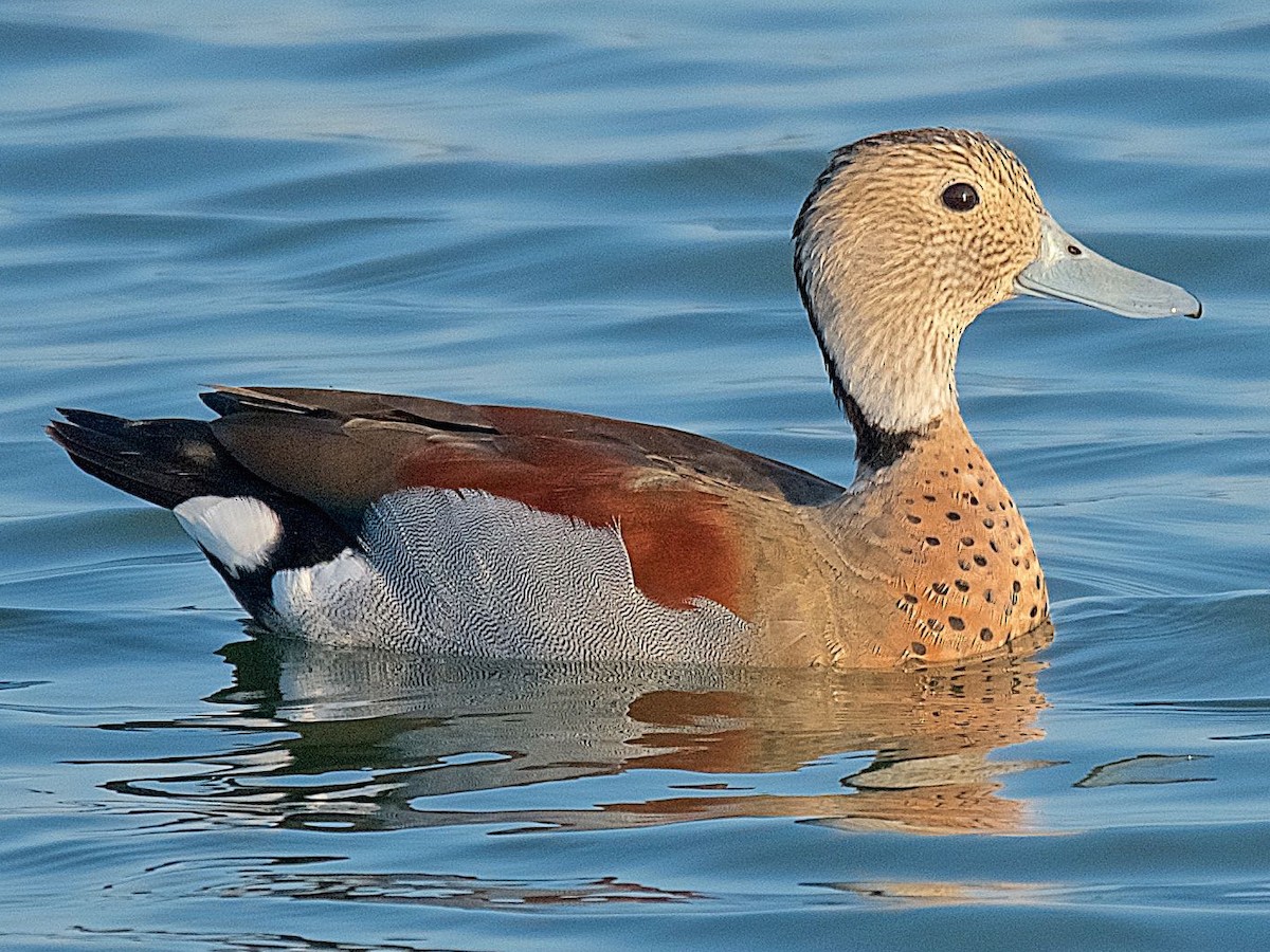 Ringed Teal - eBird