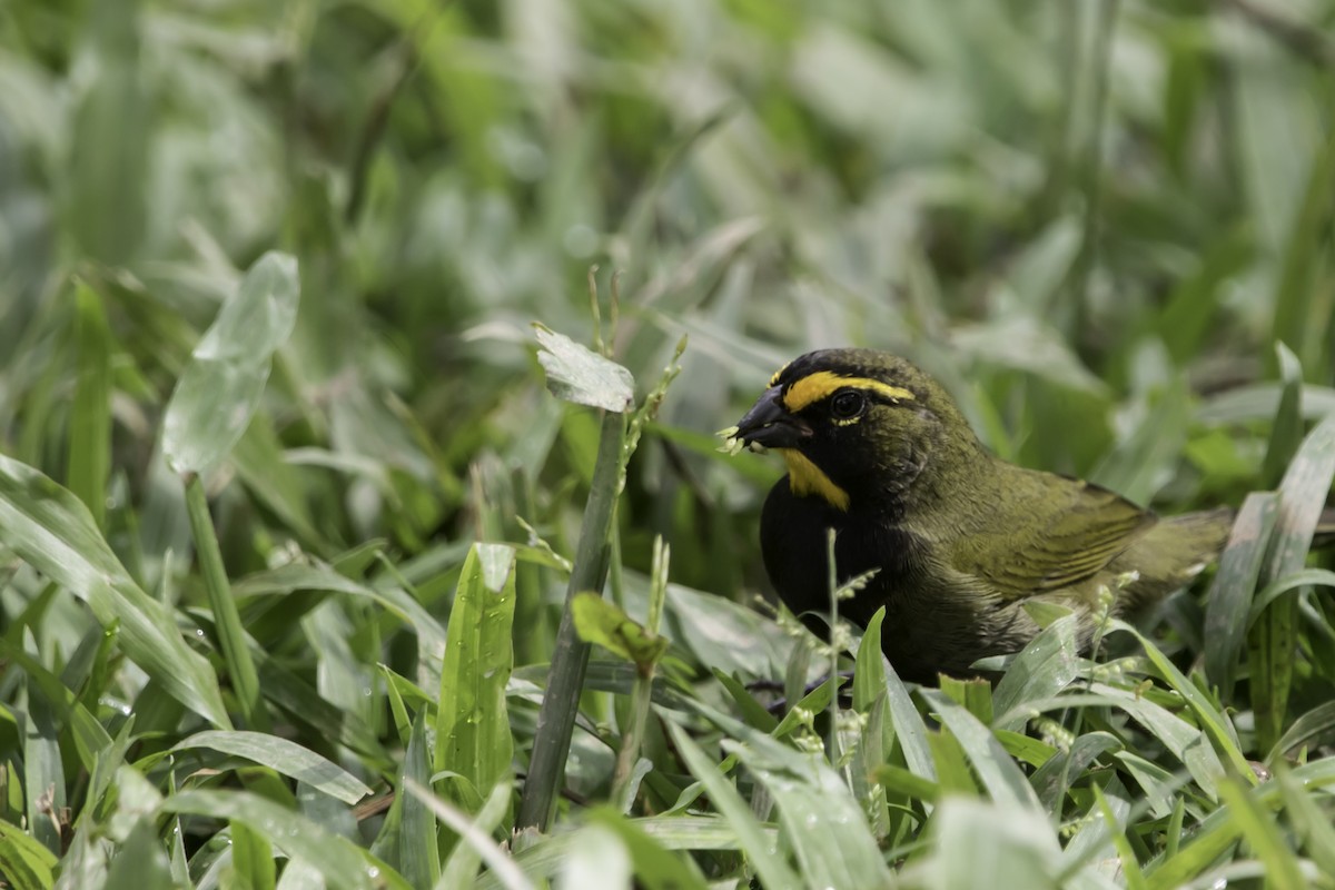 Yellow-faced Grassquit - ML181045511