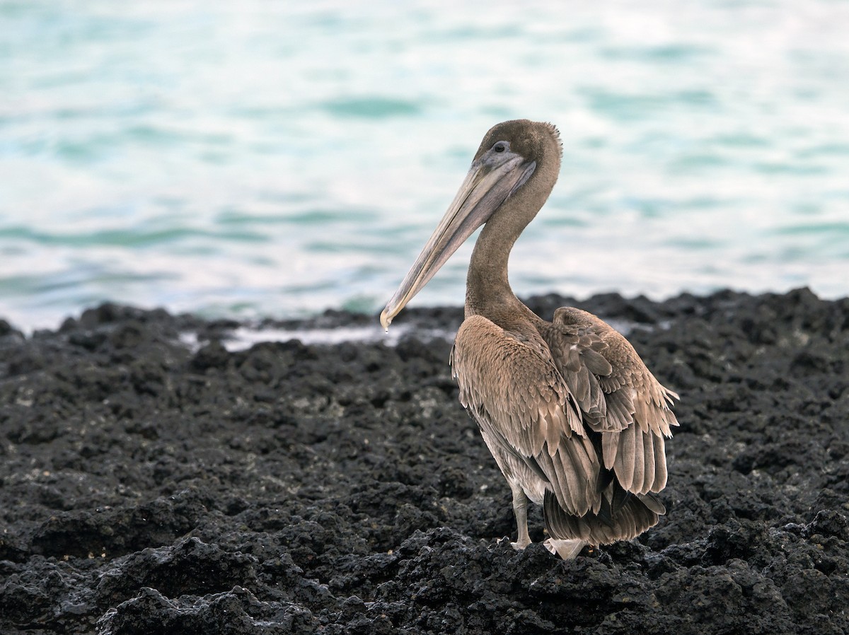 pelikán hnědý - ML181047501