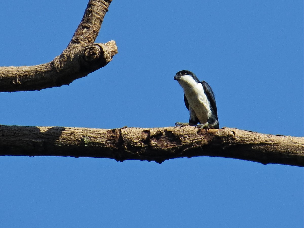 Philippine Falconet - ML181047661