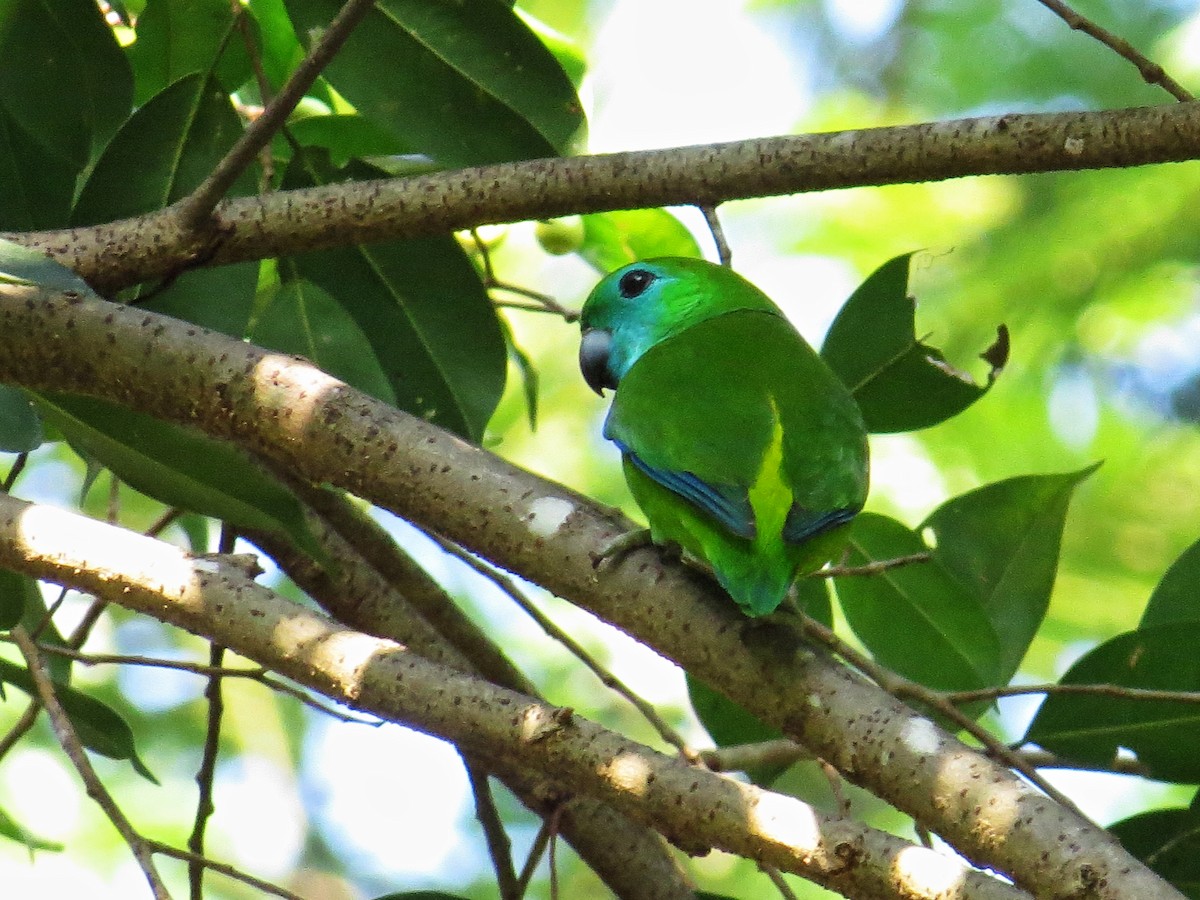 Guaiabero lunulé - ML181047711