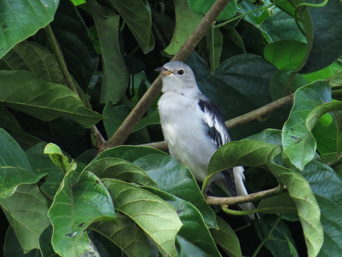 Daurian Starling - ML181048011