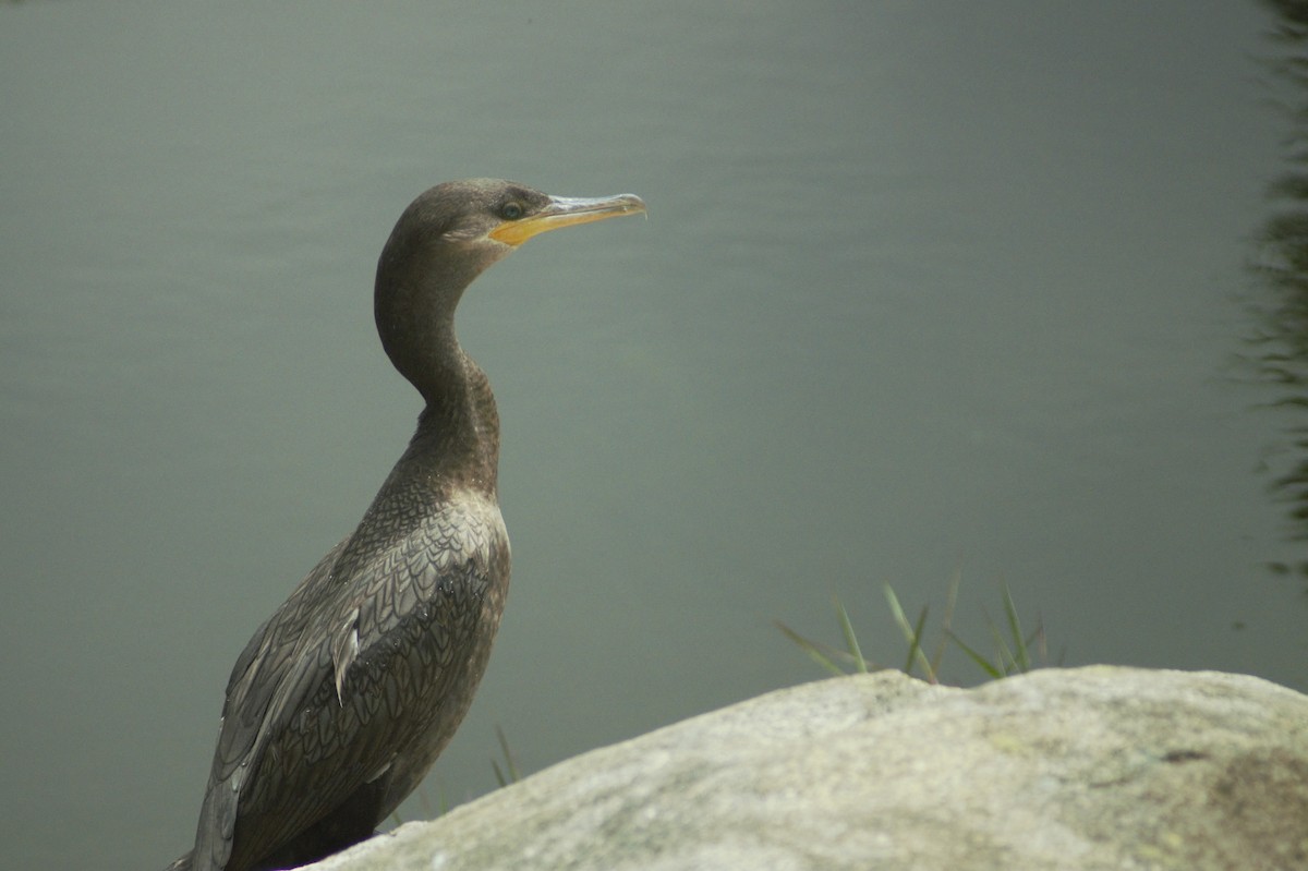 Neotropic Cormorant - David  Ocampo