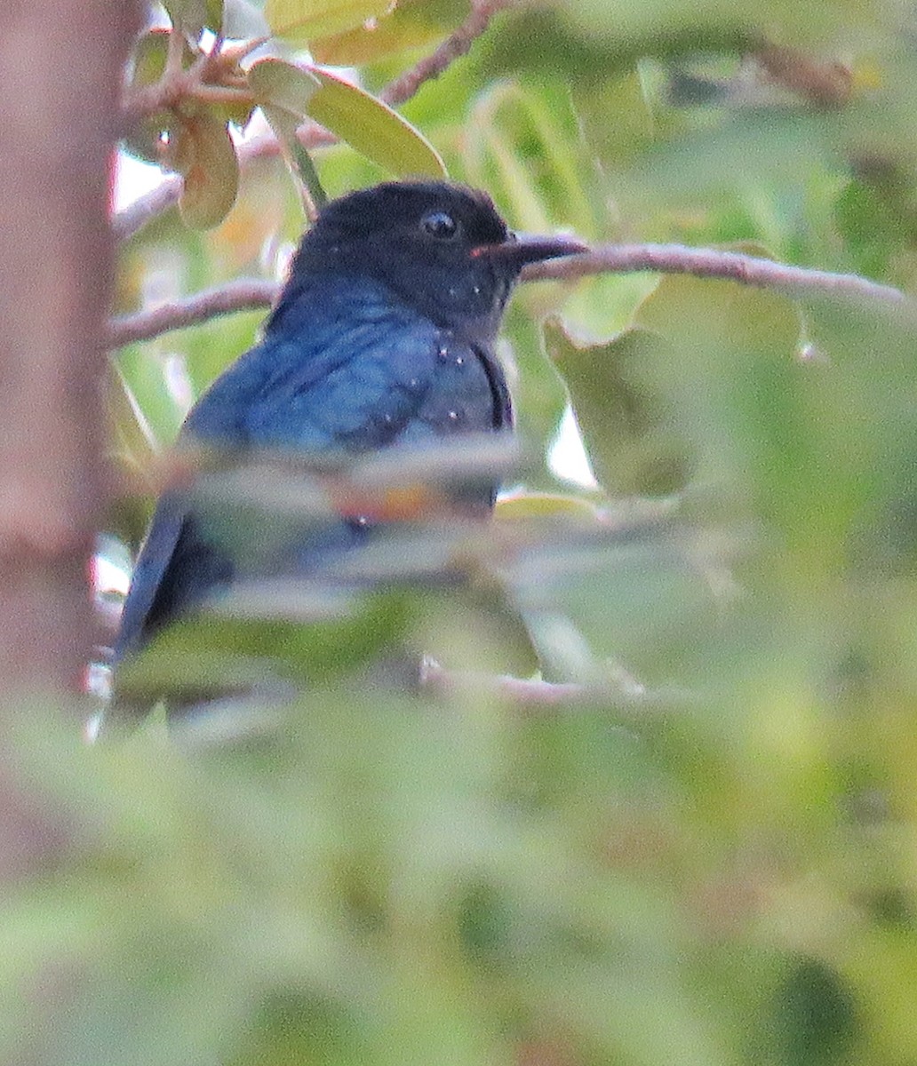 Fork-tailed Drongo-Cuckoo - Santharam V