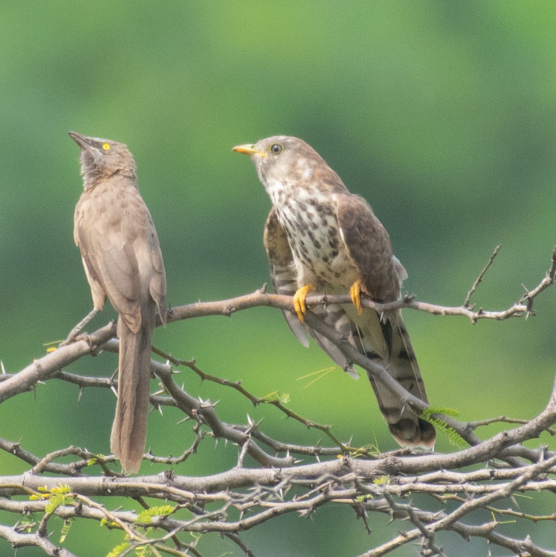 Common Hawk-Cuckoo - ML181051371