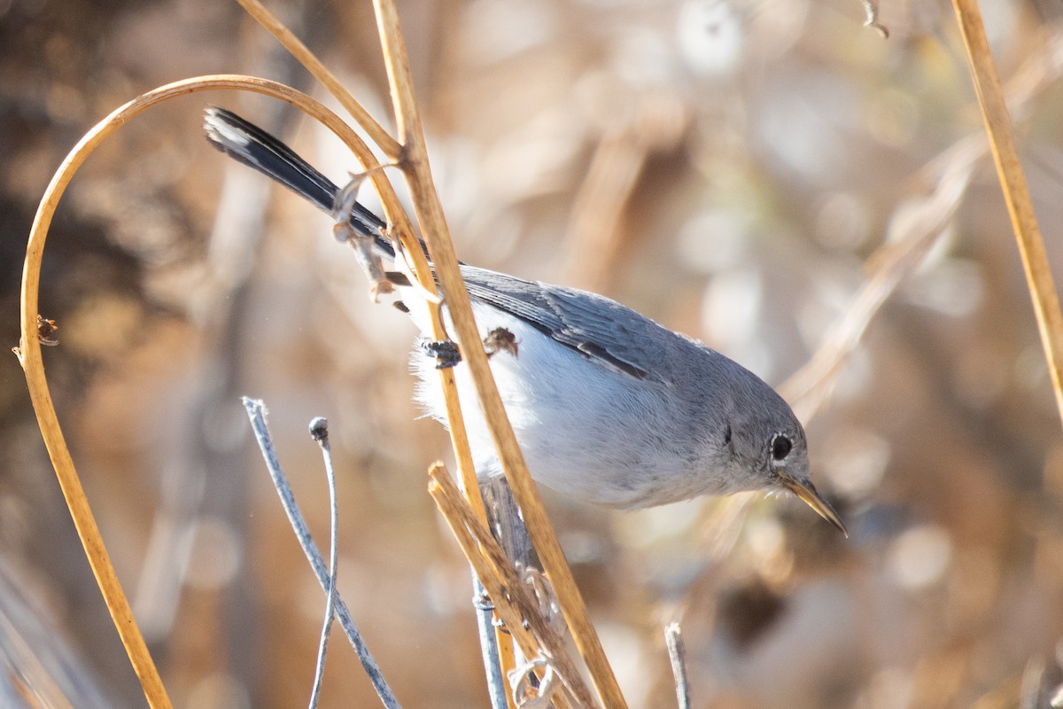 California Gnatcatcher - ML181053581