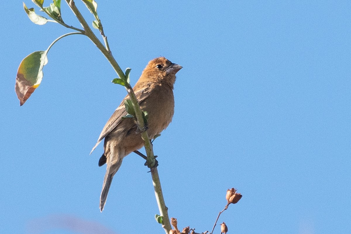 Blue Grosbeak - ML181053631