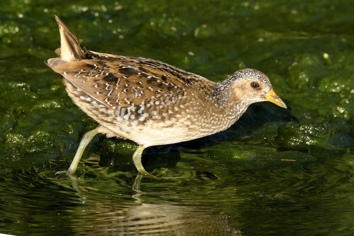 Spotted Crake - ML181054011