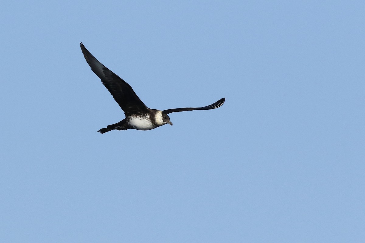 Pomarine Jaeger - ML181054411