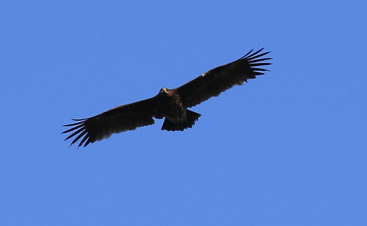 Indian Spotted Eagle - ML181055121