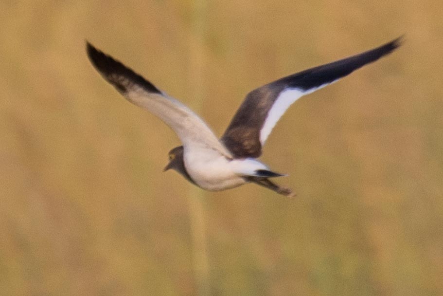 Senegal Lapwing - ML181055251