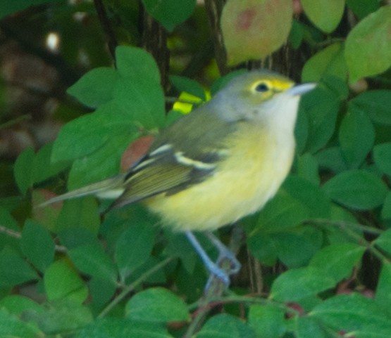 White-eyed Vireo - ML181055351