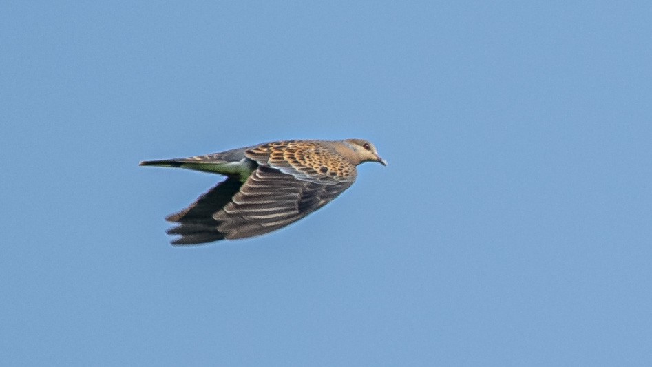 Oriental Turtle-Dove - ML181055881