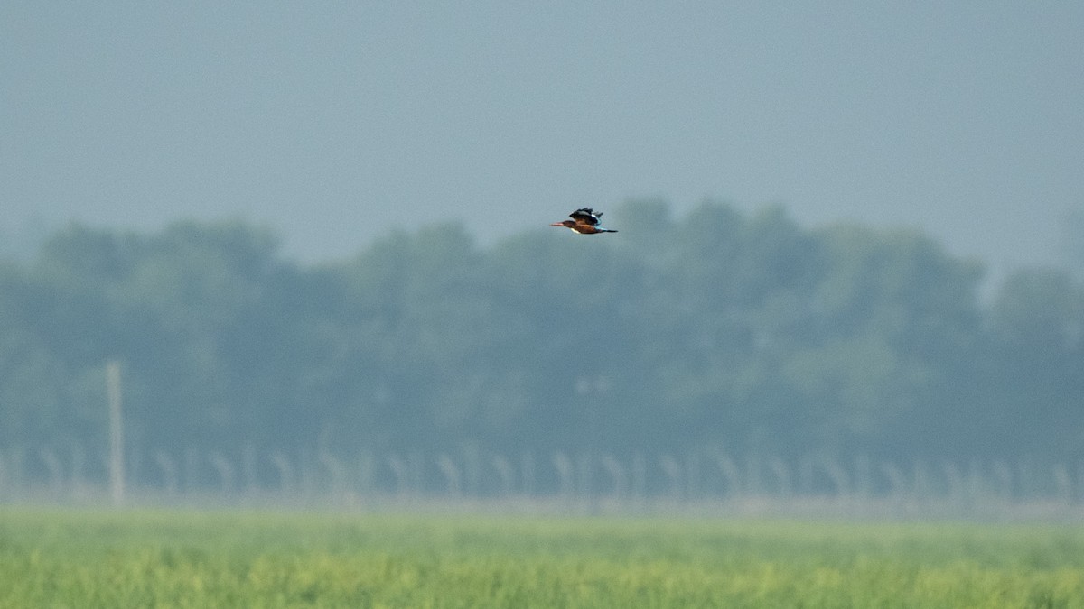 White-throated Kingfisher - ML181056111