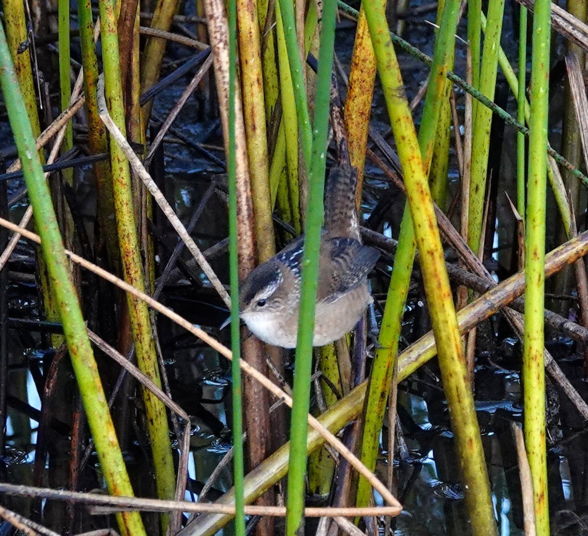 Marsh Wren - Clem Nilan