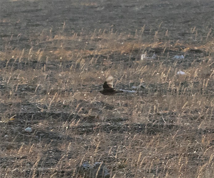 Olive-backed Pipit - ML181059181