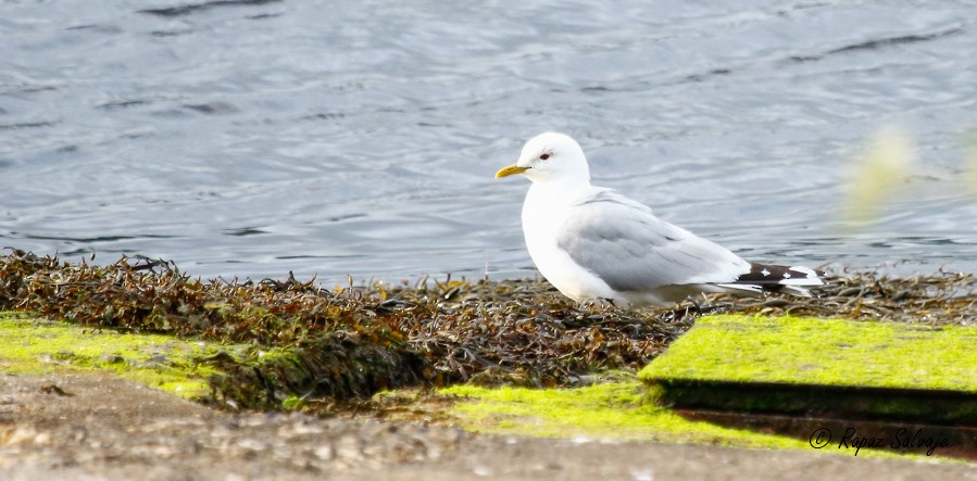 Gaviota Cana - ML181059301