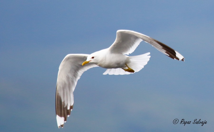 Gaviota Cana - ML181059311