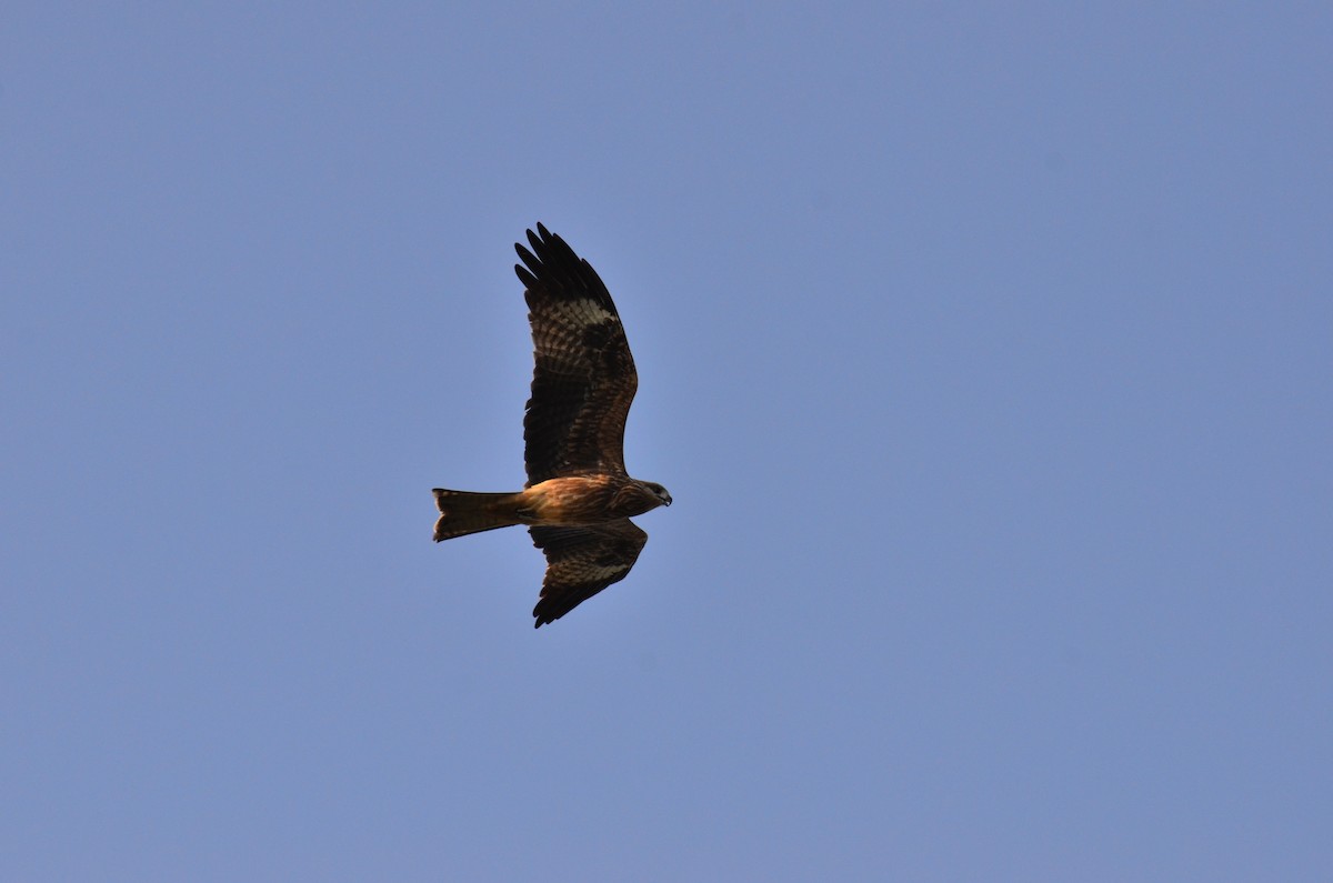 Black Kite - Kevin Liu