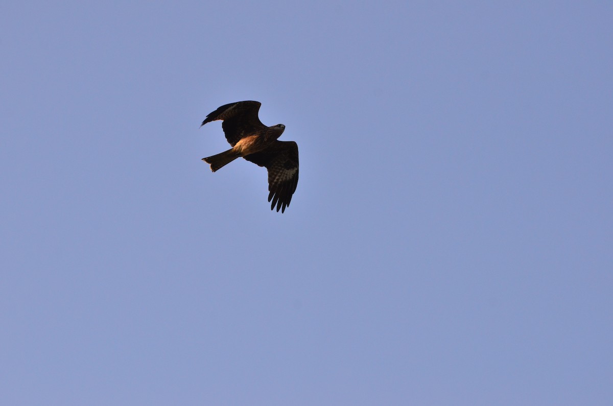 Black Kite - Kevin Liu