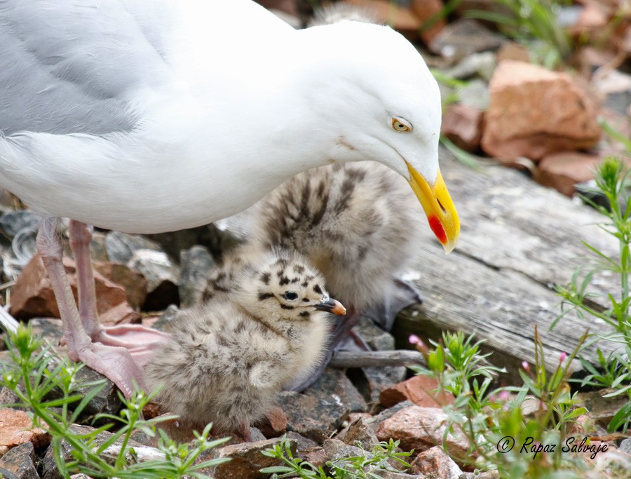 Gaviota Argéntea - ML181062061