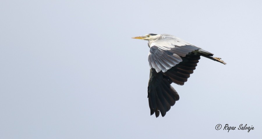 Gray Heron - ML181062111