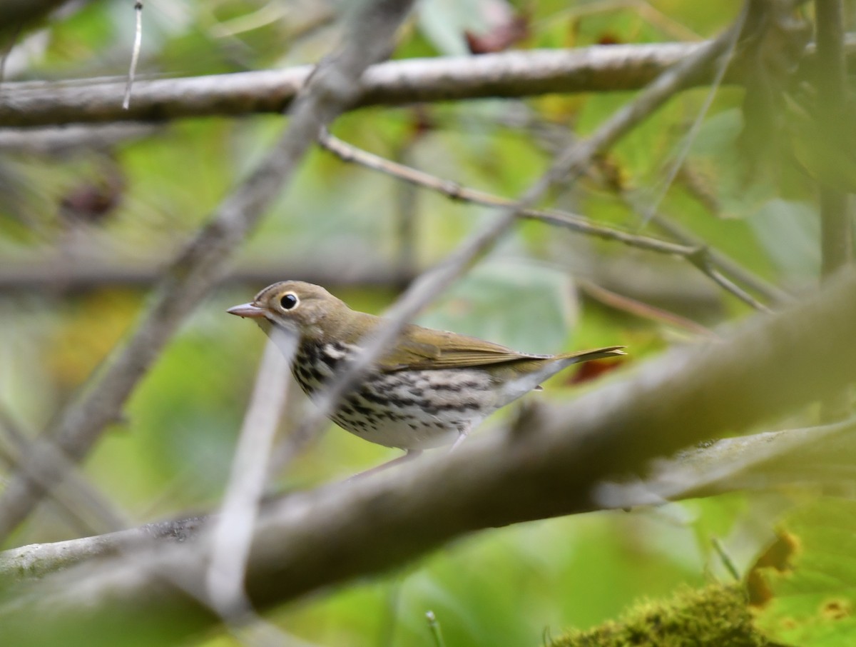 Ovenbird - ML181063501