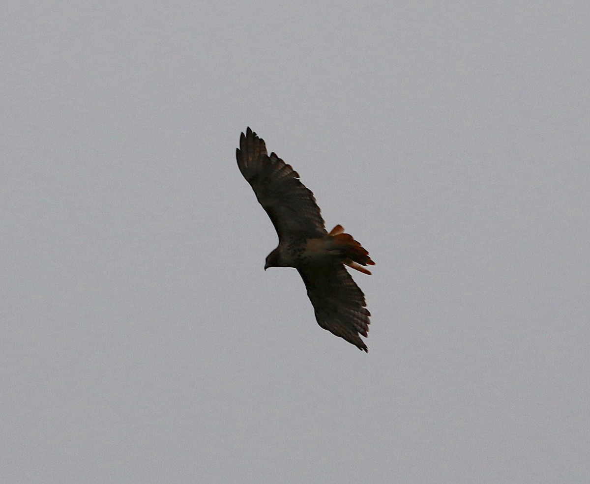 Red-tailed Hawk - ML181064381