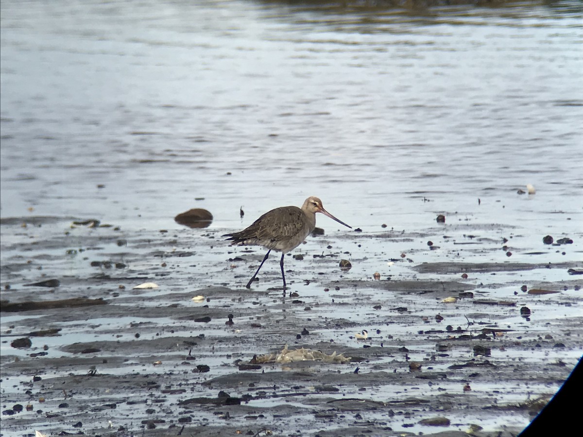 Hudsonian Godwit - ML181064531