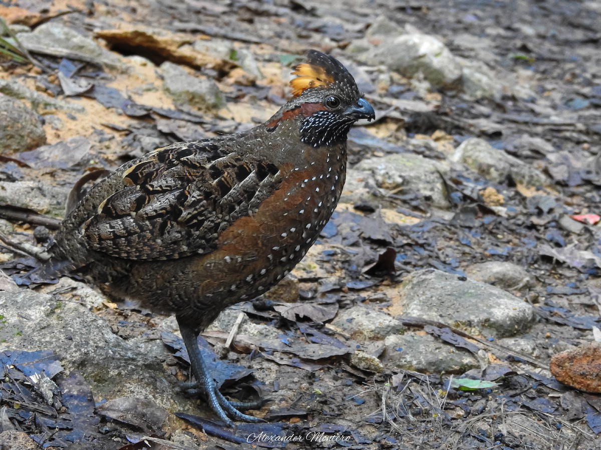 Spotted Wood-Quail - ML181064711