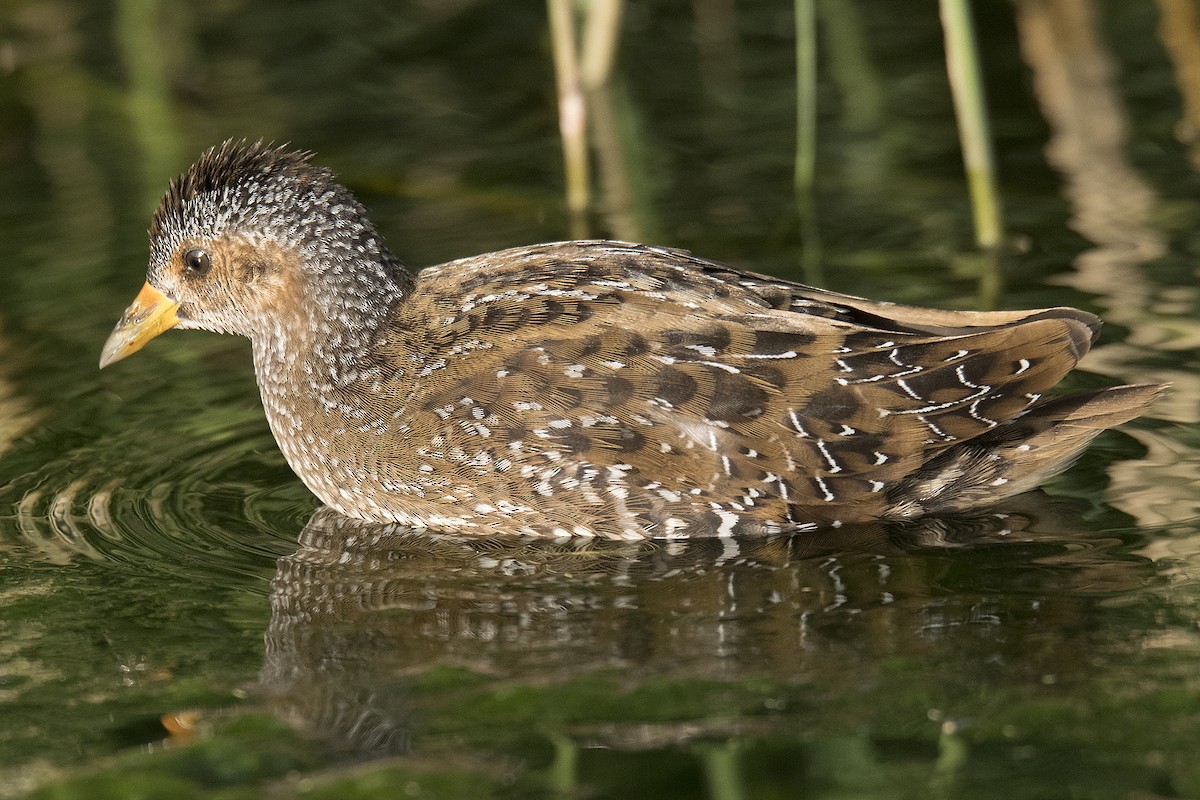 Spotted Crake - ML181065321