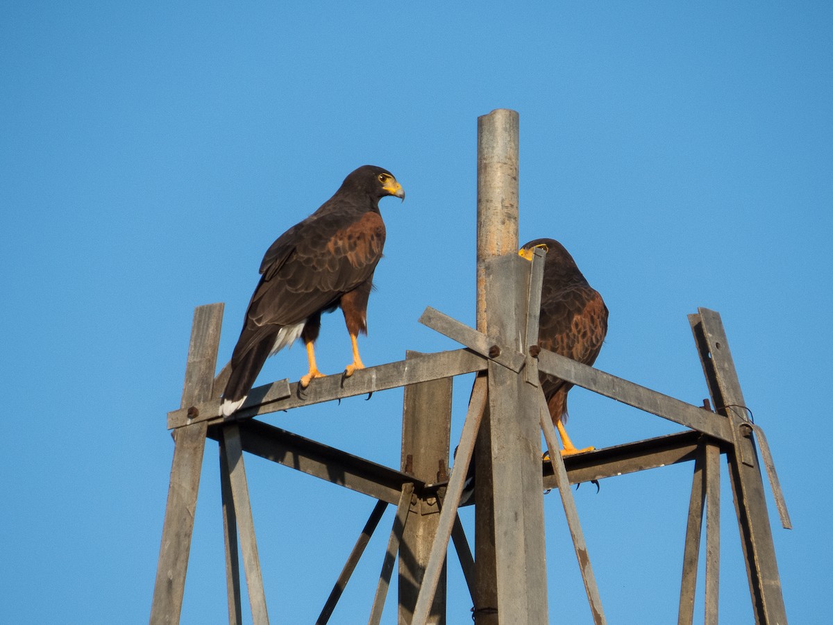 Harris's Hawk - ML181066151