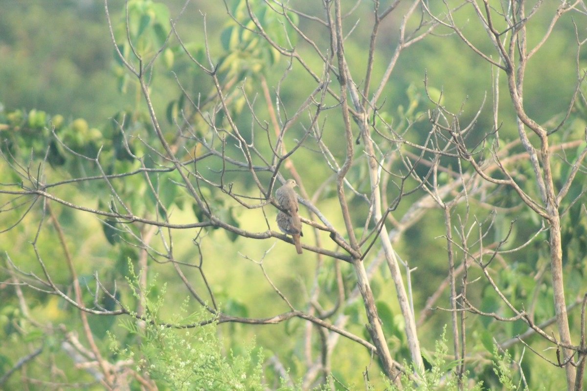 Ruddy Ground Dove - ML181067101