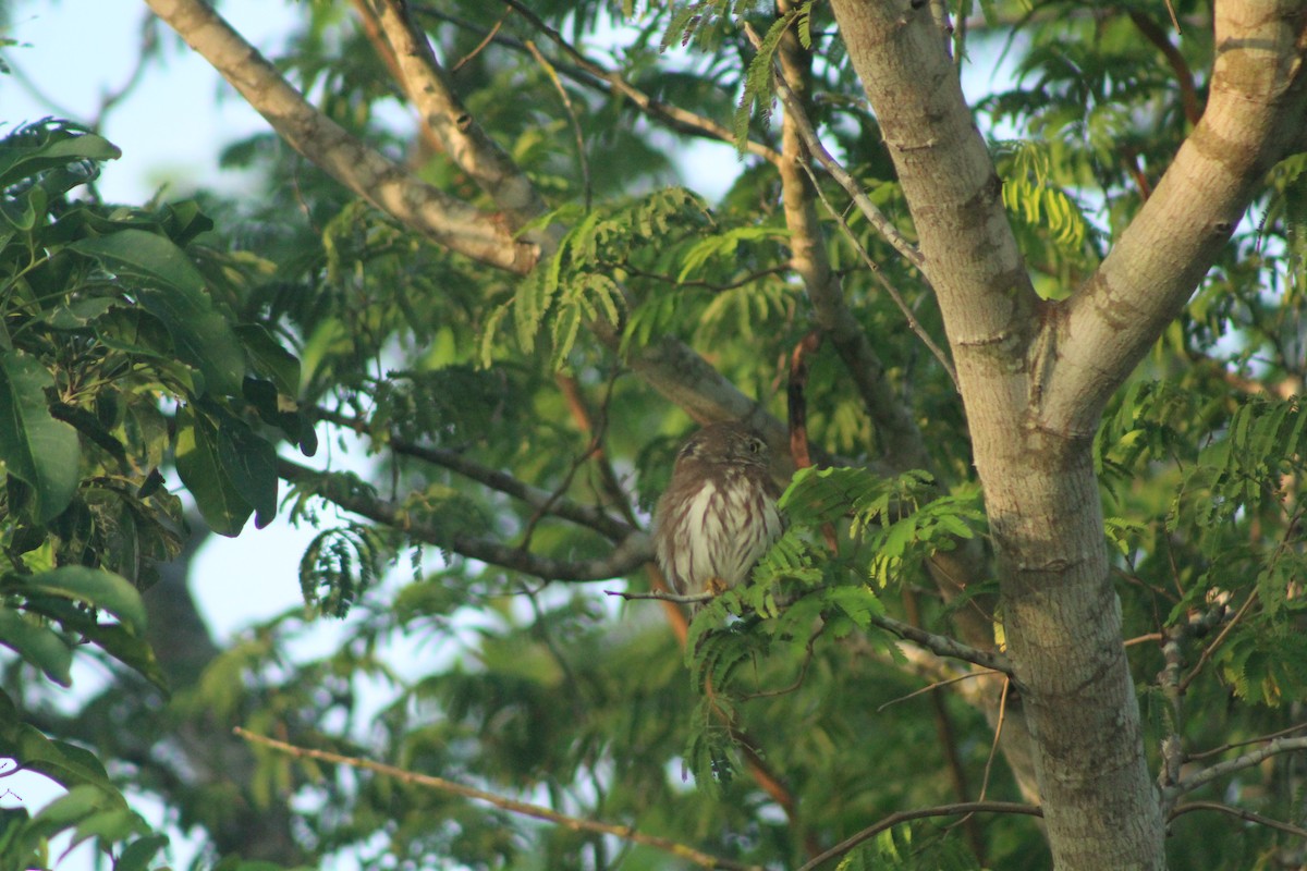 Ferruginous Pygmy-Owl - ML181067241