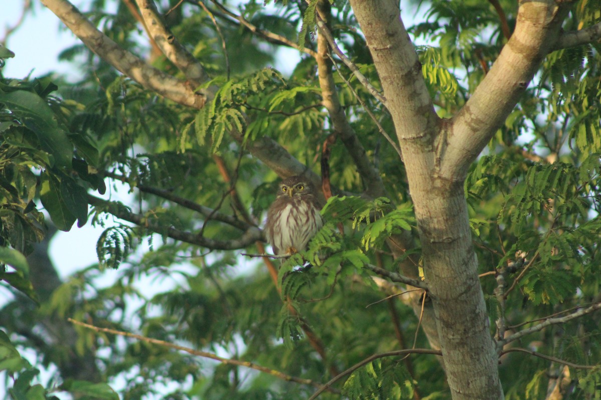 Ferruginous Pygmy-Owl - ML181067261